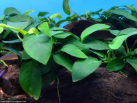 Снимка на Anubias barteri var. barteri